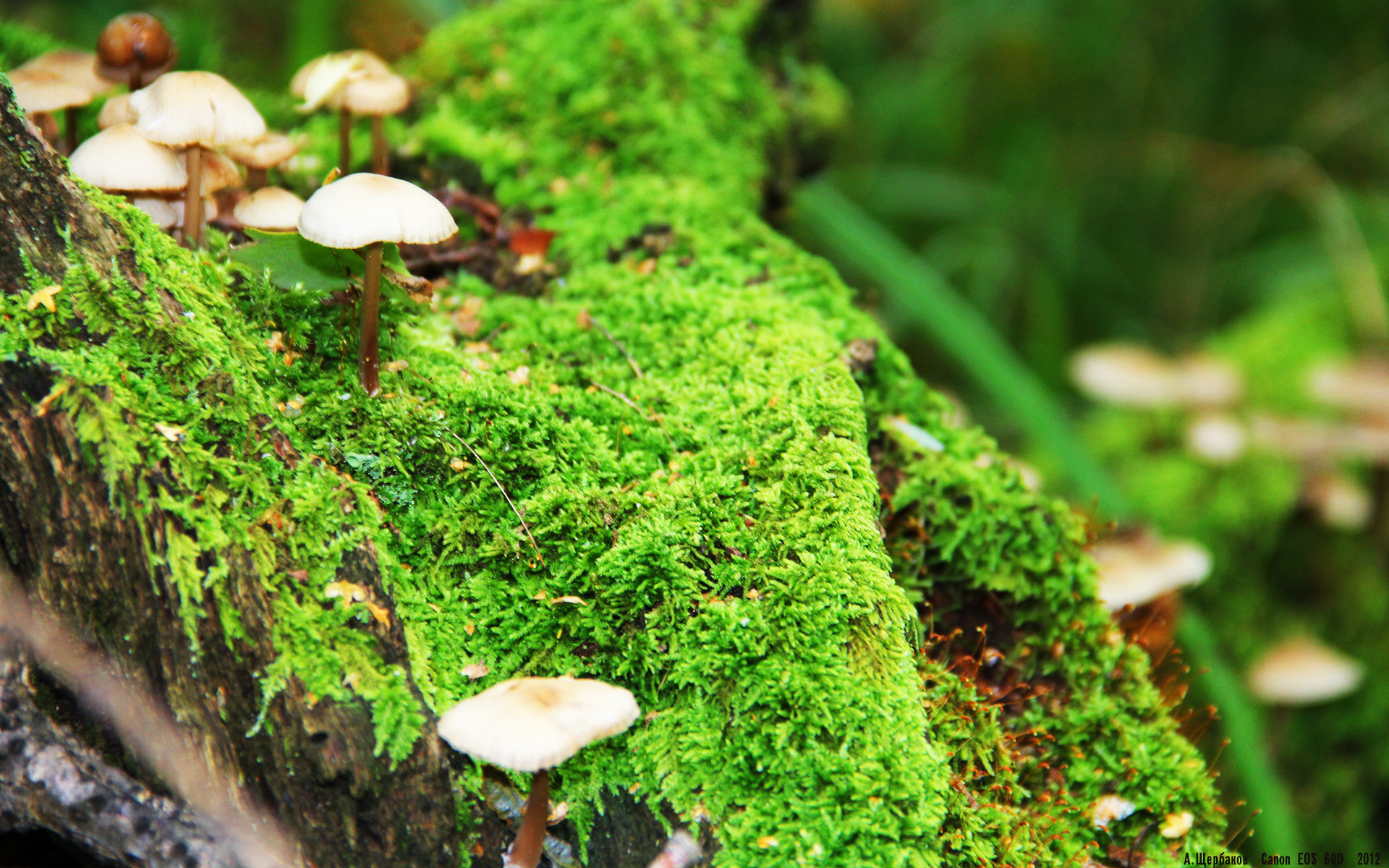 火力全开!阿根廷5-0横扫牙买加,布雷默三射一传演绎关键先生