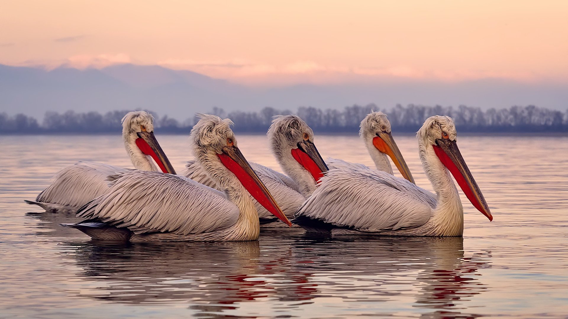 法老的战役,戈麦斯爆发,马德里竞技血拼埃及