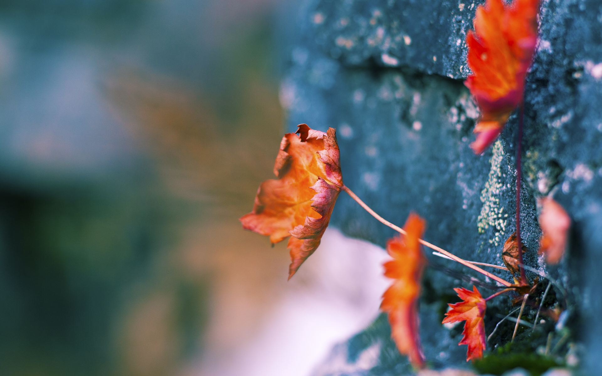 幽灵主场,当黄蜂的毒刺刺穿火箭的升空梦—记一场颠覆认知的总决赛完胜