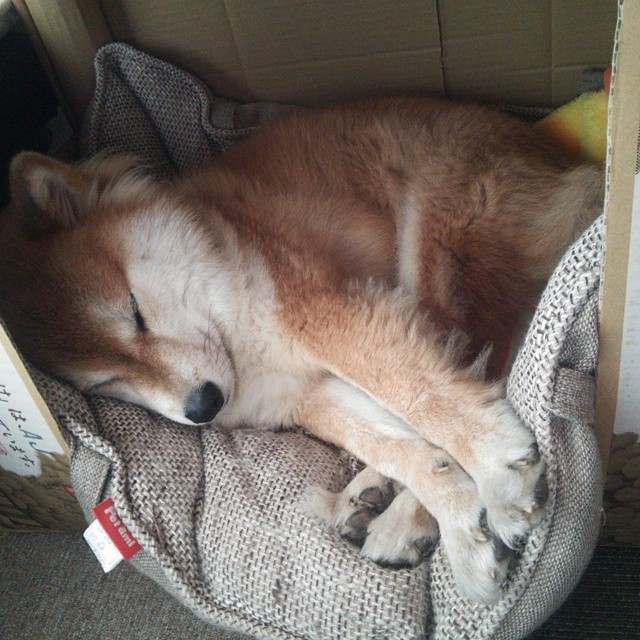 文明的对决,从尼罗河畔到北美冰原,跨越时空的竞技史诗