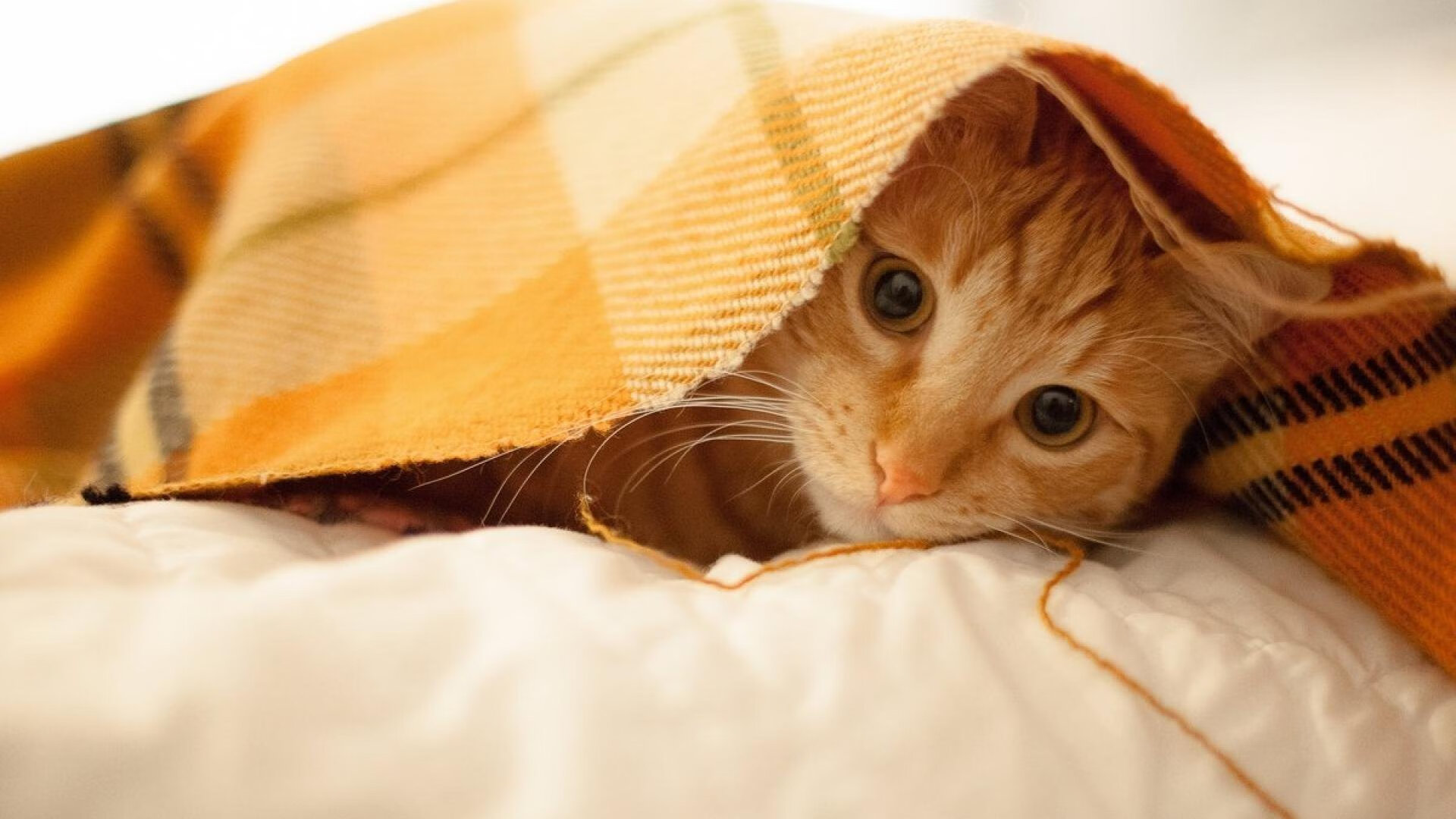 双线逆袭,从CBA生死战场到欧冠荣耀之夜,领袖的剧本何其相似