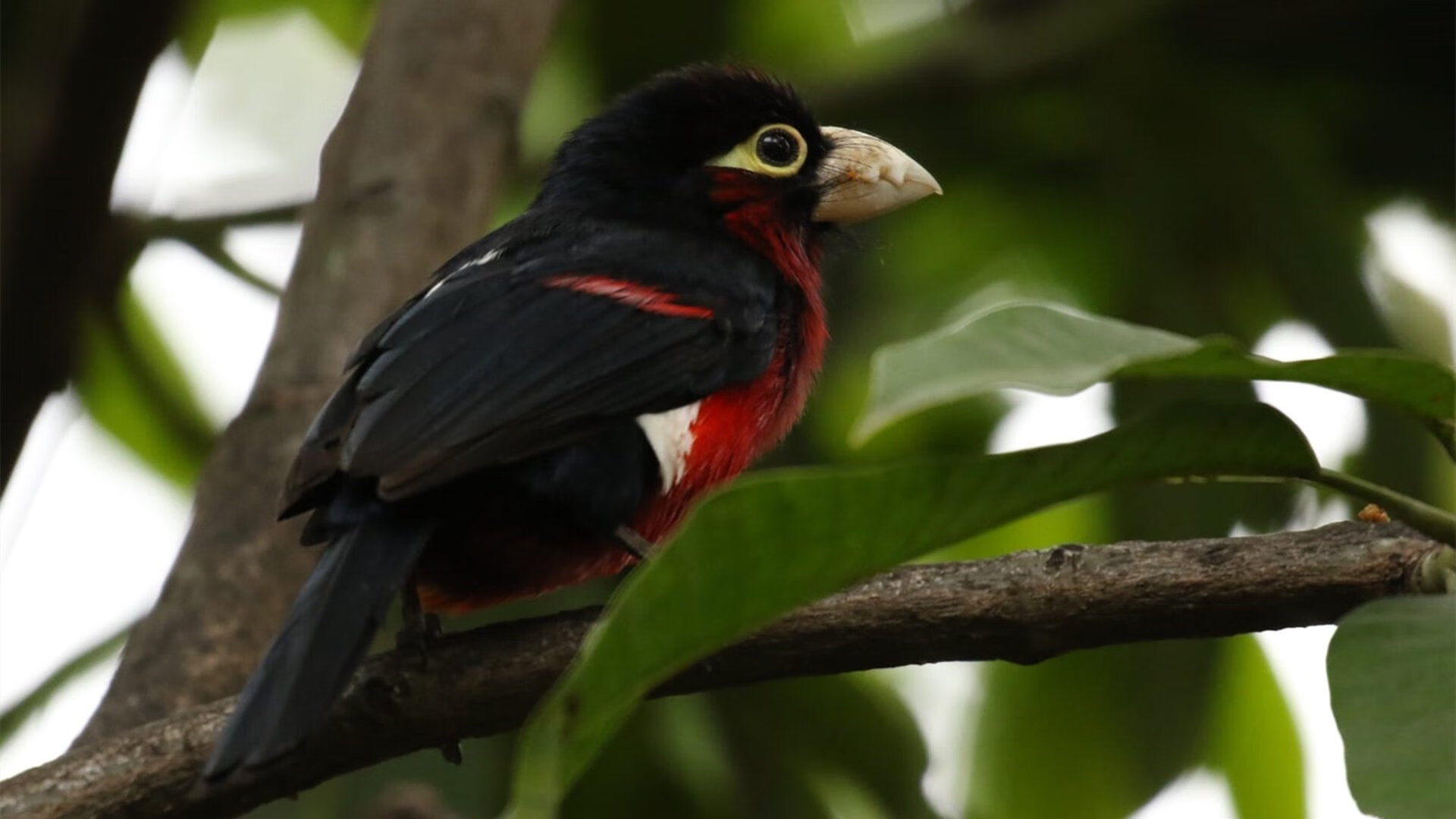 世界的裂痕,当比利时伞兵与伊朗特种部队在卢旺达打响抢七