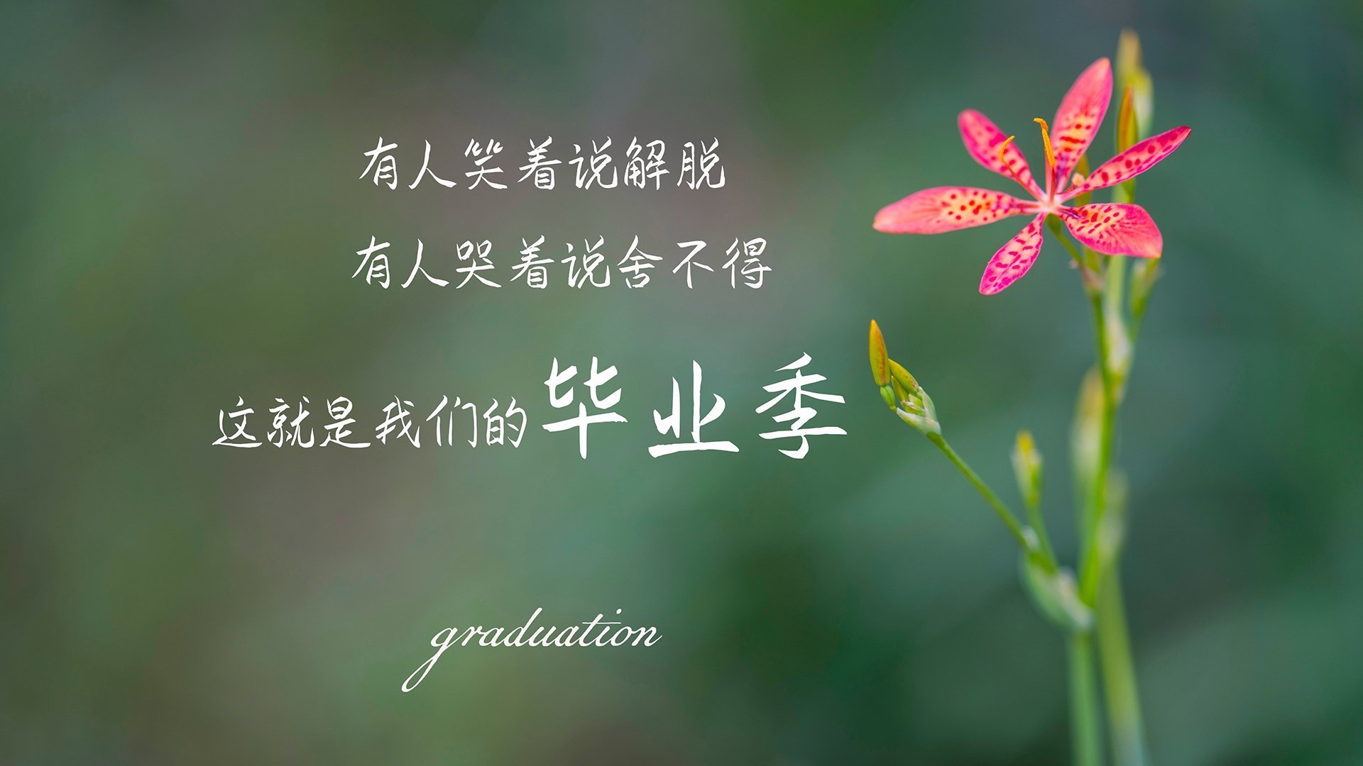 英格拉姆闪耀全场，深圳队战术压制力克北京队