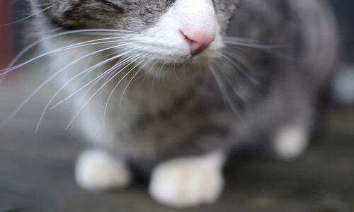 洲际战场的数字隐喻,从76人的突围到美加墨焦点战的哲学回声