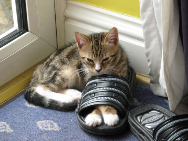 单翼天使的谢幕绝唱,迪马利亚在哥斯达黎加与新西兰间的完美独舞