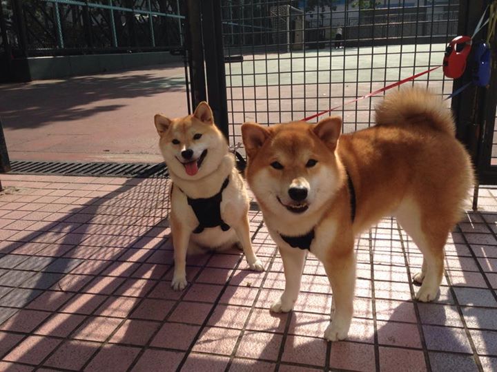 沙漠逆袭,卡拉斯科一射两传导演多特蒙德沙特翻盘好戏