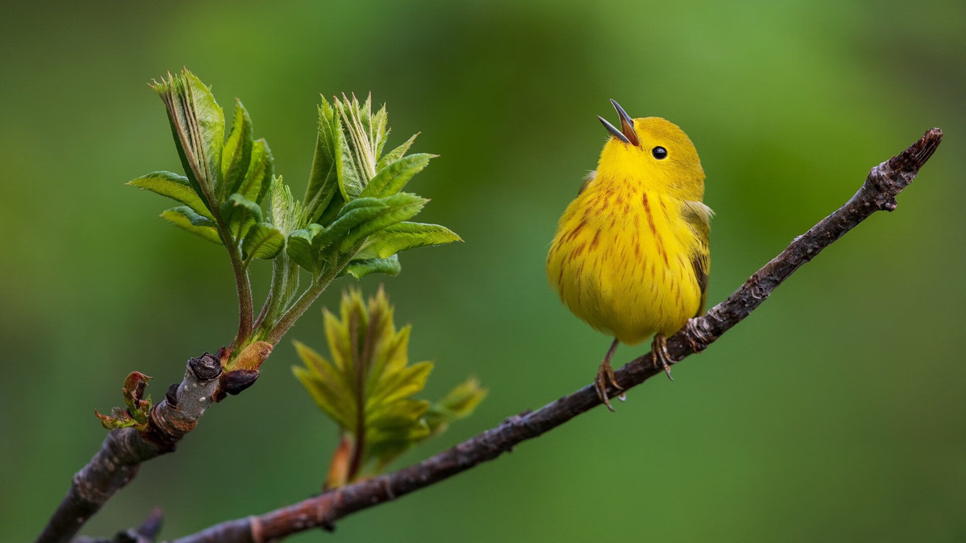 萨内一剑封喉，蓝月刺破蓝桥—曼城用最残酷方式终结争冠悬念