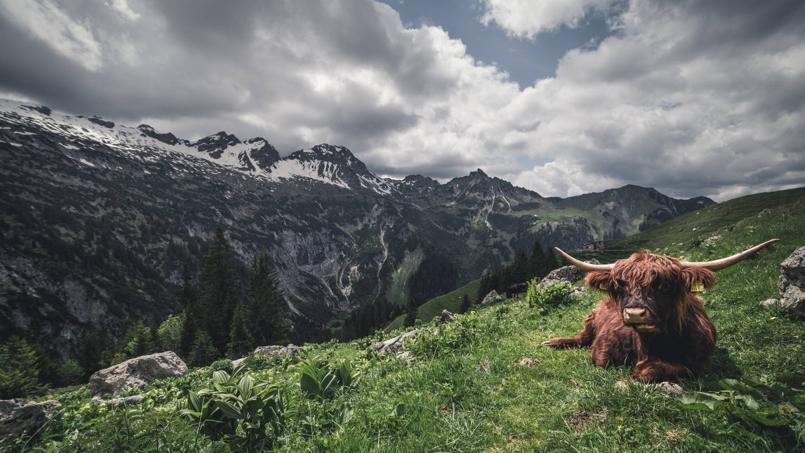 冰与火的碰撞,加纳闪电战击碎葡萄牙,贝林厄姆化身全局掌控者