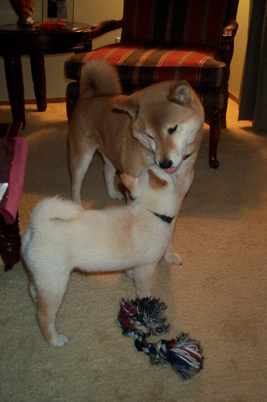 单节风暴定乾坤！加维灼热手感点燃巴西，芬兰防线崩于瞬息