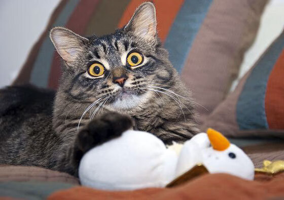 独角兽的重定义，当文班亚马用一场比赛论证了他的不可替代性