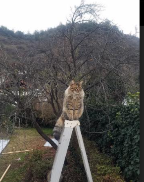 跨界焦点,NBA末节之王与意甲接管时刻