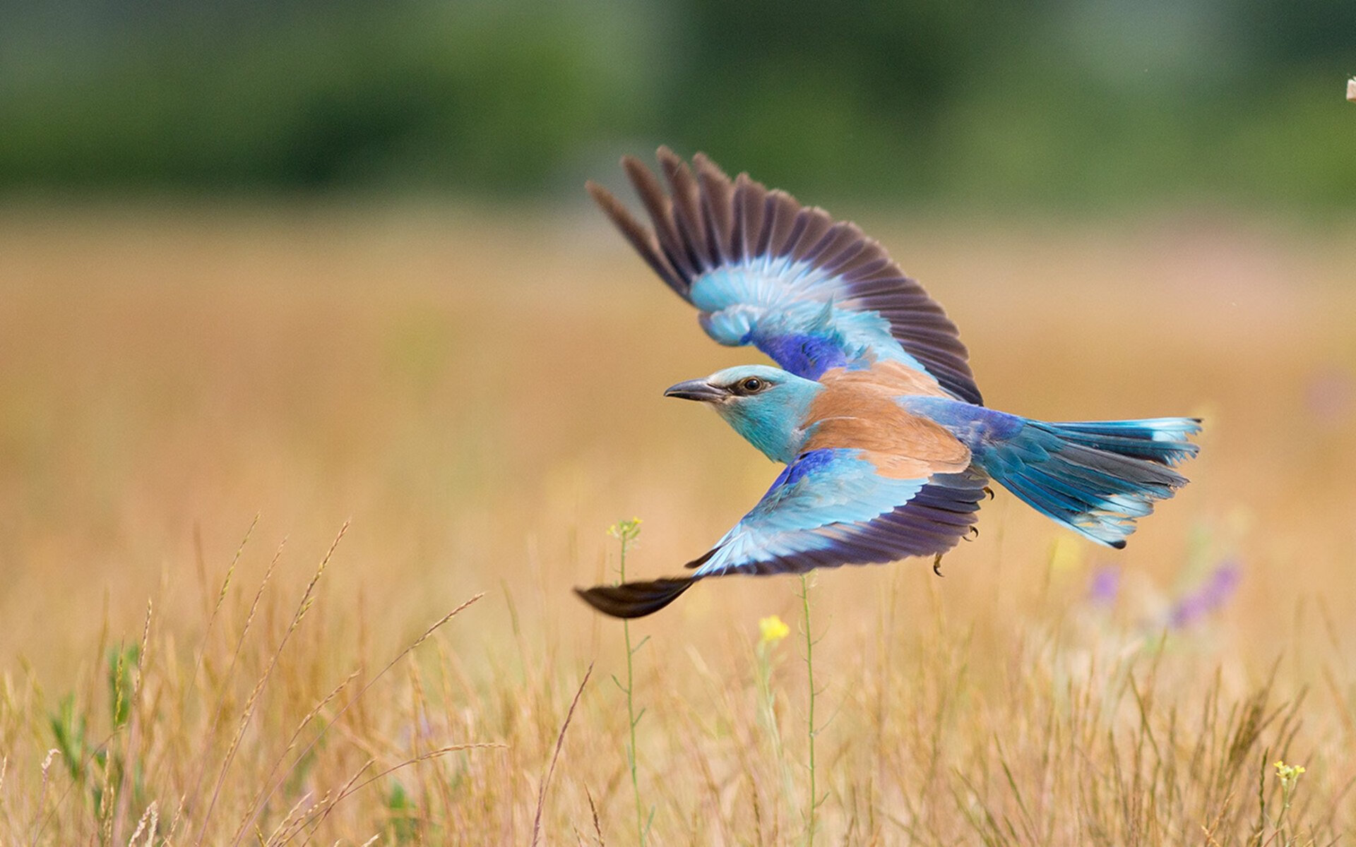惊雷炸裂孟菲斯!灰熊双加时鏖战改写历史,利刃出鞘斩开拓者闯生死关