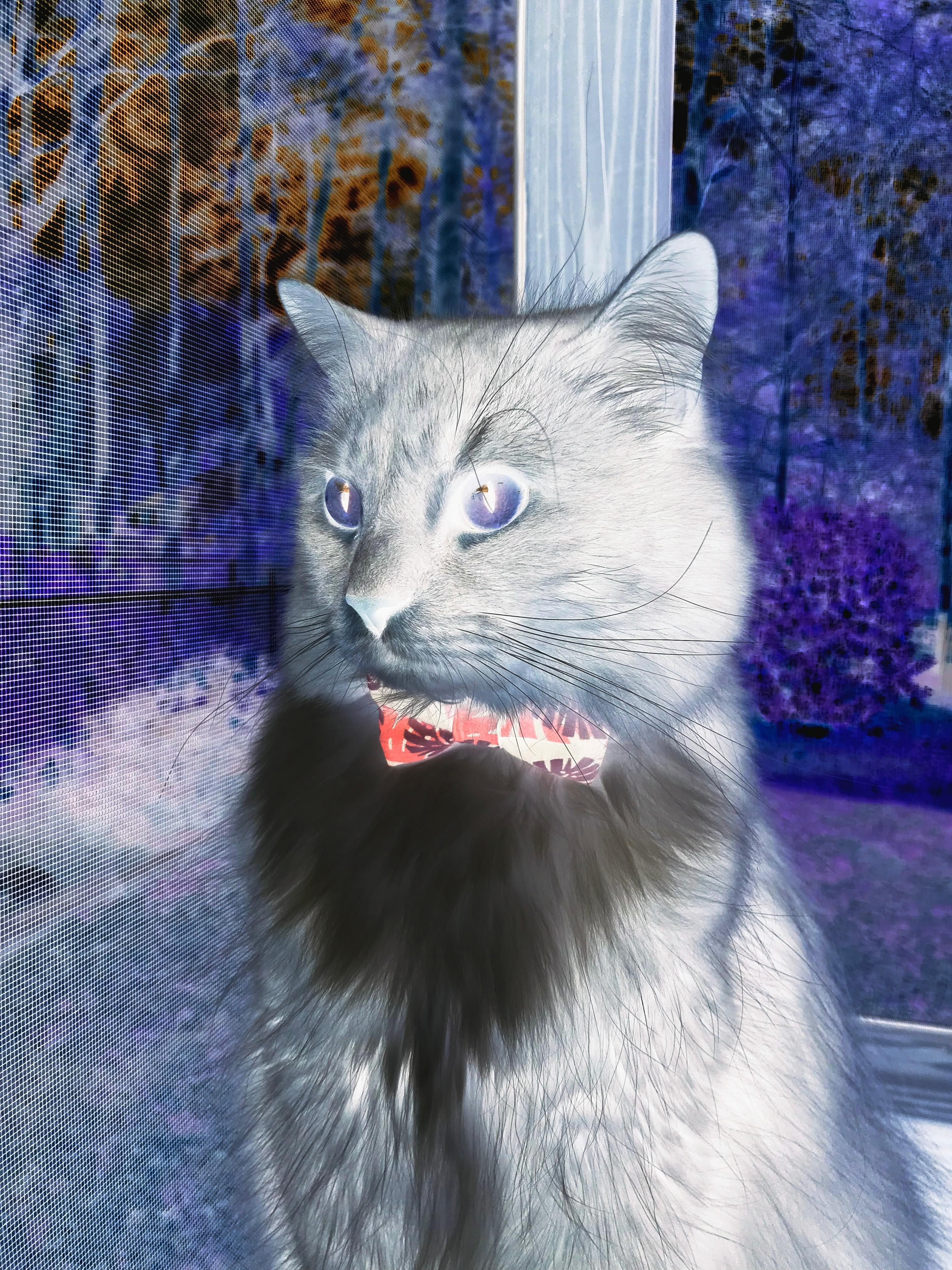 逆光中的磐石，阿拉巴如何在对阵那不勒斯的夜晚定义现代后卫