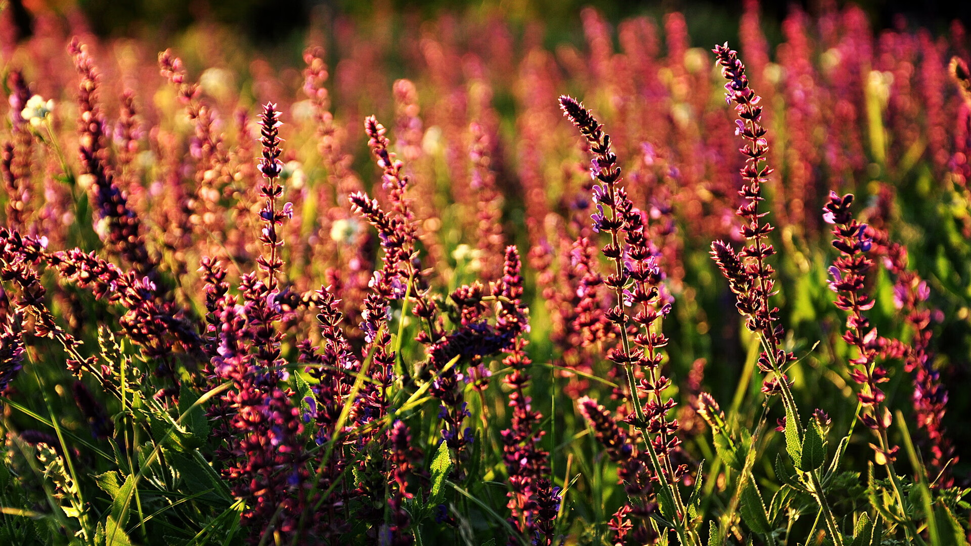辽宁队巅峰对决险胜开拓者，字母哥关键回合一锤定音